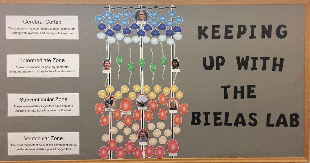 SbielasL's tweet photo. Lab (and family) members did a great job on the bulletin board. Thanks! @SbielasL aficionados undoubtedly appreciate the irony of the Kardashian illusion. https://t.co/Ppdw3p6rd1