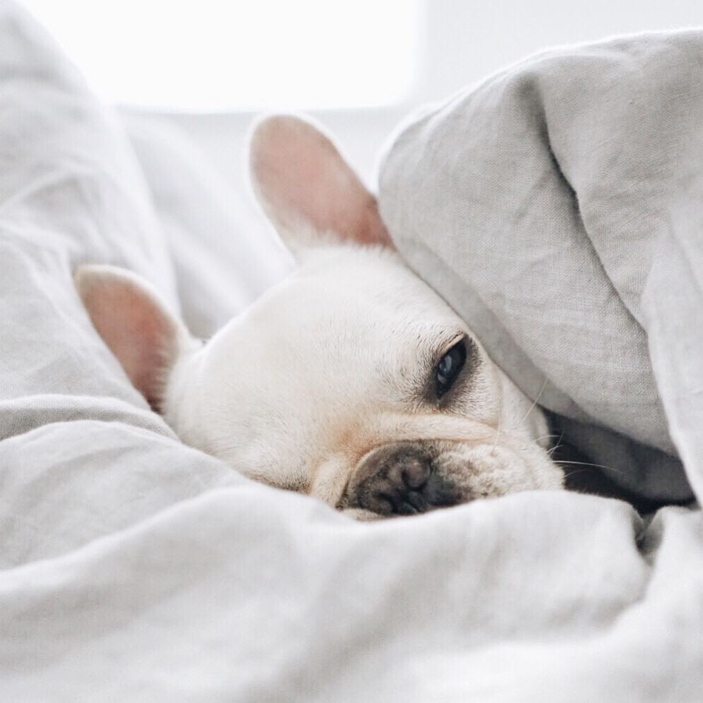 CloggsUK's tweet photo. #Humpday vibes 😴 (📸 IG: piggyandpolly ) https://t.co/90X9KAYDfO