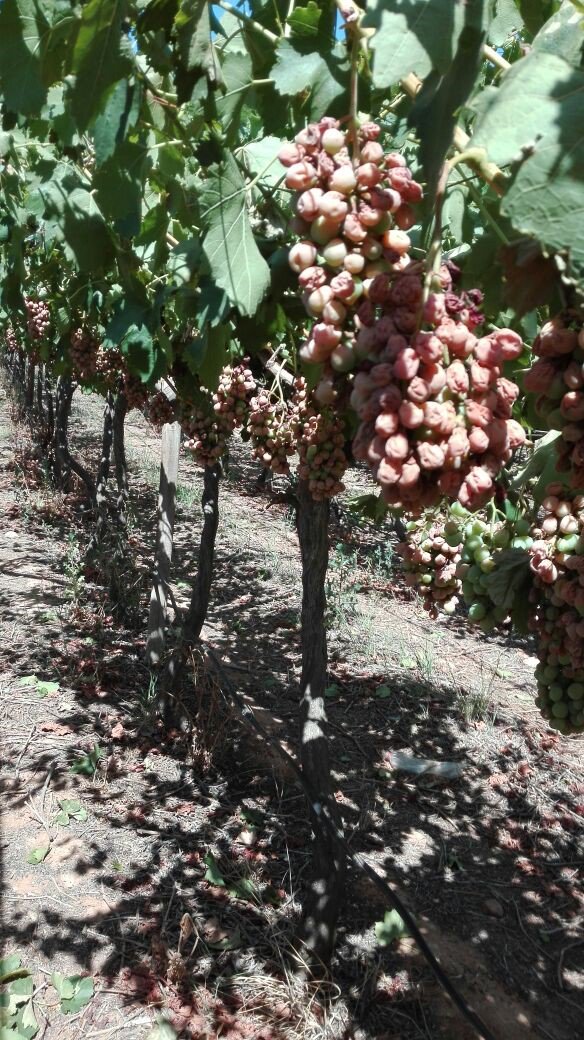AgriWesKaap's tweet image. This is what temperatures @ &amp;gt;40 degrees do to grapes. #Vredendal #WestCoast #DroughtDisasterArea