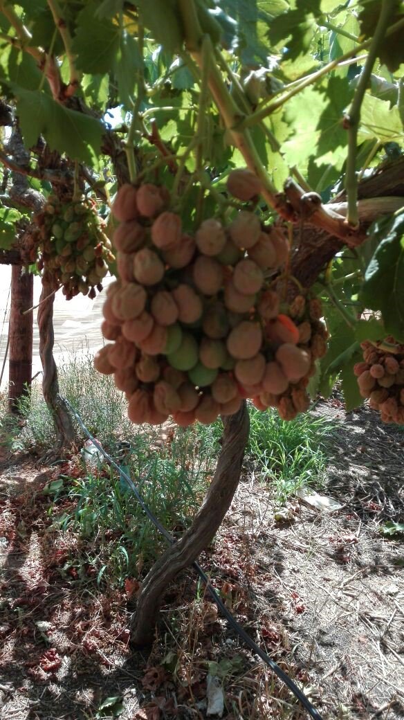 AgriWesKaap's tweet image. This is what temperatures @ &amp;gt;40 degrees do to grapes. #Vredendal #WestCoast #DroughtDisasterArea