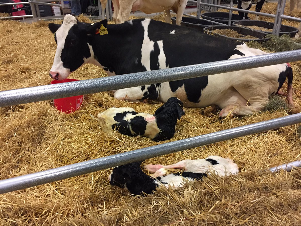 lyndsay_barna's tweet photo. Twins born this morning! One at 6:30 a.m. and the second at 6:55 a.m. @fox43 #PAFS2018 https://t.co/t5yoeyG0aQ