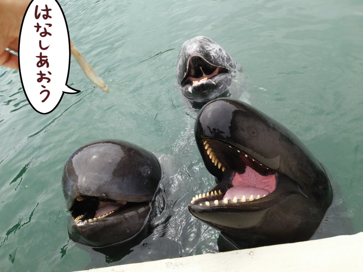 ゴンドウイルカ様専用 5年分60冊 Gallerywalk Nyc