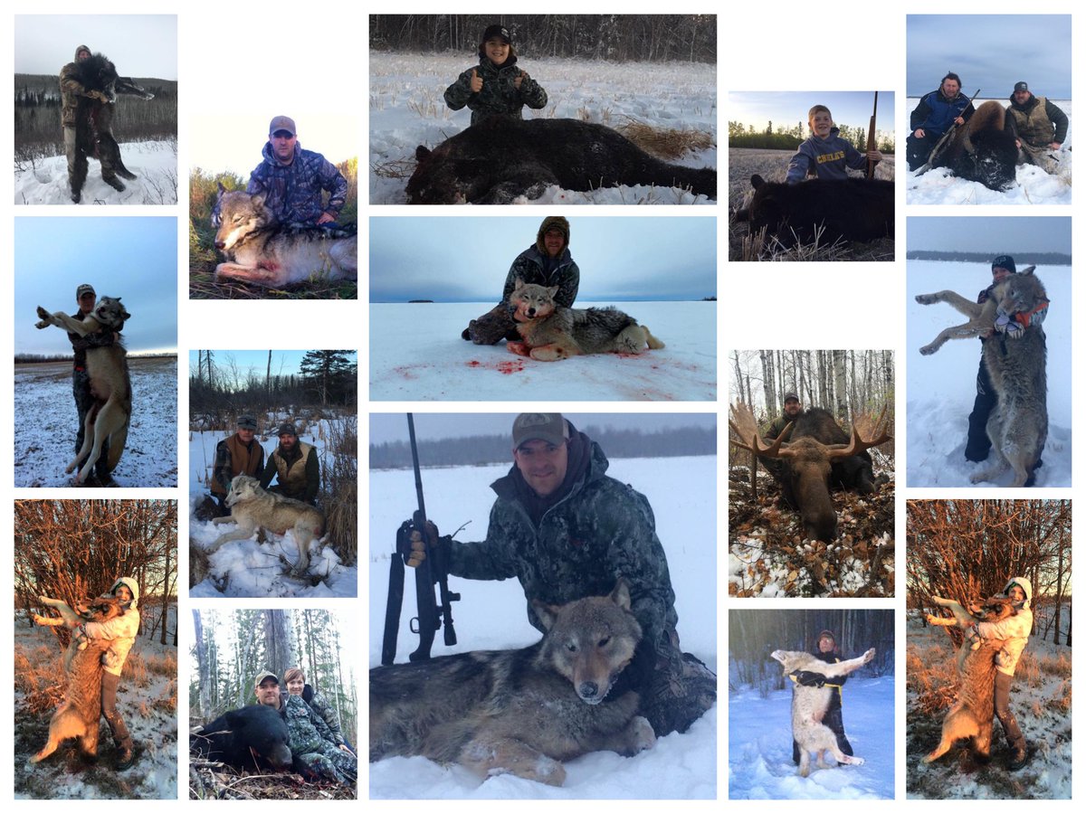 Htth16Htth's tweet image. Byron Wolf is quite the wolf killer. He owns dogs, but kills wolves on a regular basis and encourages the kids to hunt too, aswell as the wife...facebook.com/HTTHBanTrophyH…

#StopKillingWolves #StopKillingPredators #WarOnWolves #BanTroohyHunting #BanTrophyKilling