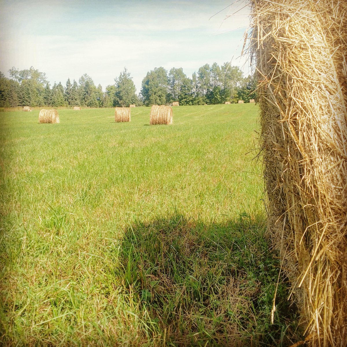 araebutterfield's tweet photo. I miss working outside. #fieldseason2017 #farmlife #invasivespecies #wrisc #hay #field https://t.co/8NMCIY2cgc