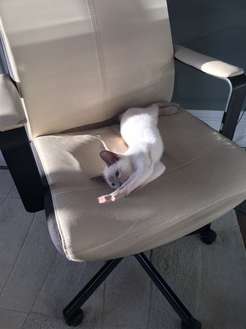 Brettsletts's tweet photo. New Member of #Staff taking a morning #break .. When the Boss is away... https://t.co/q63NFMFh1o