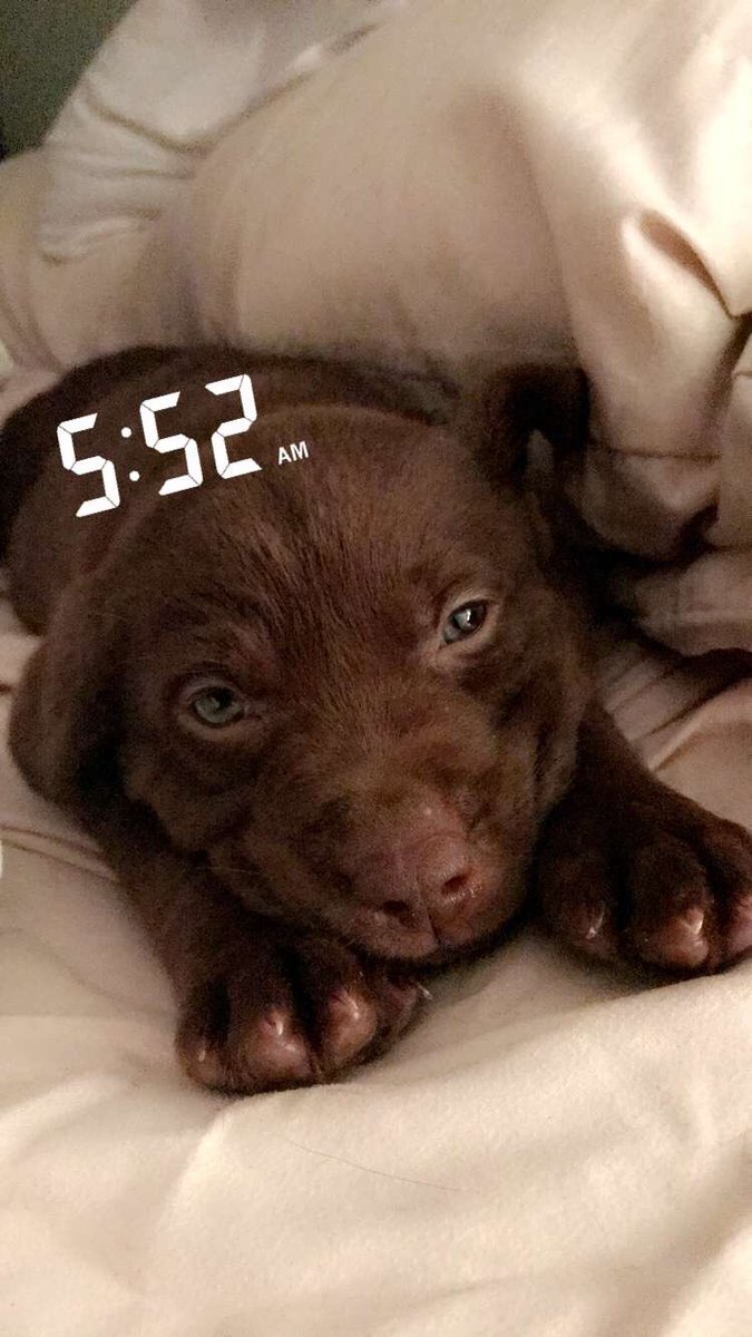 ZEDeMouy's tweet photo. My little man dont like them early mornings either https://t.co/TM1rxESC11