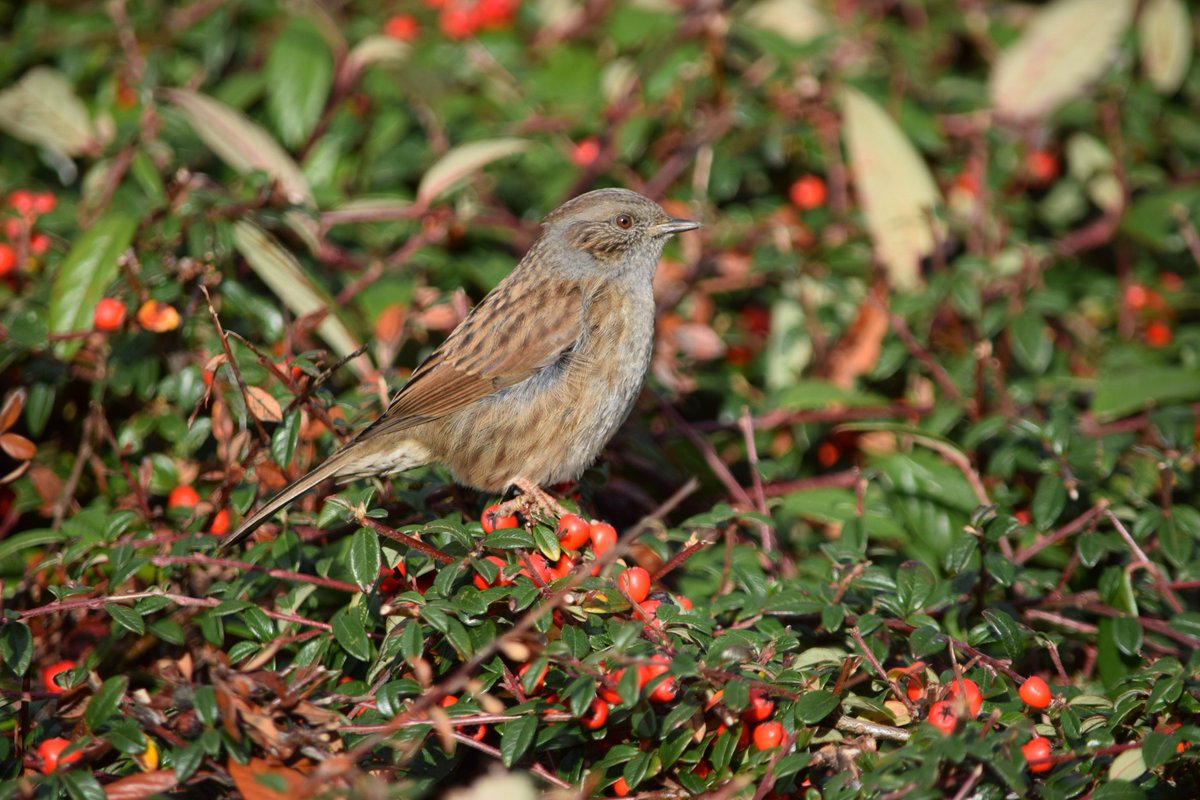 It's <a href="/WaltDisneyCo/">The Walt Disney Company</a> #twitterpation season here <a href="/WelshMountainZo/">Welsh Mountain Zoo</a>, with all the native birds in full song with the lovely sunshine today! Will soon be time for <a href="/Natures_Voice/">RSPB</a> #BigGardenBirdwatch and <a href="/_BTO/">BTO</a> #nestrecording!
