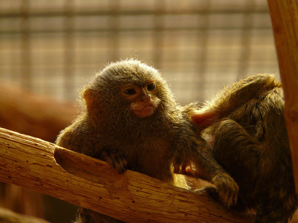 #DidYouKnow Infant Pygmy Marmosets babble to develop their language skills, similarly to the way human babies babble #facts