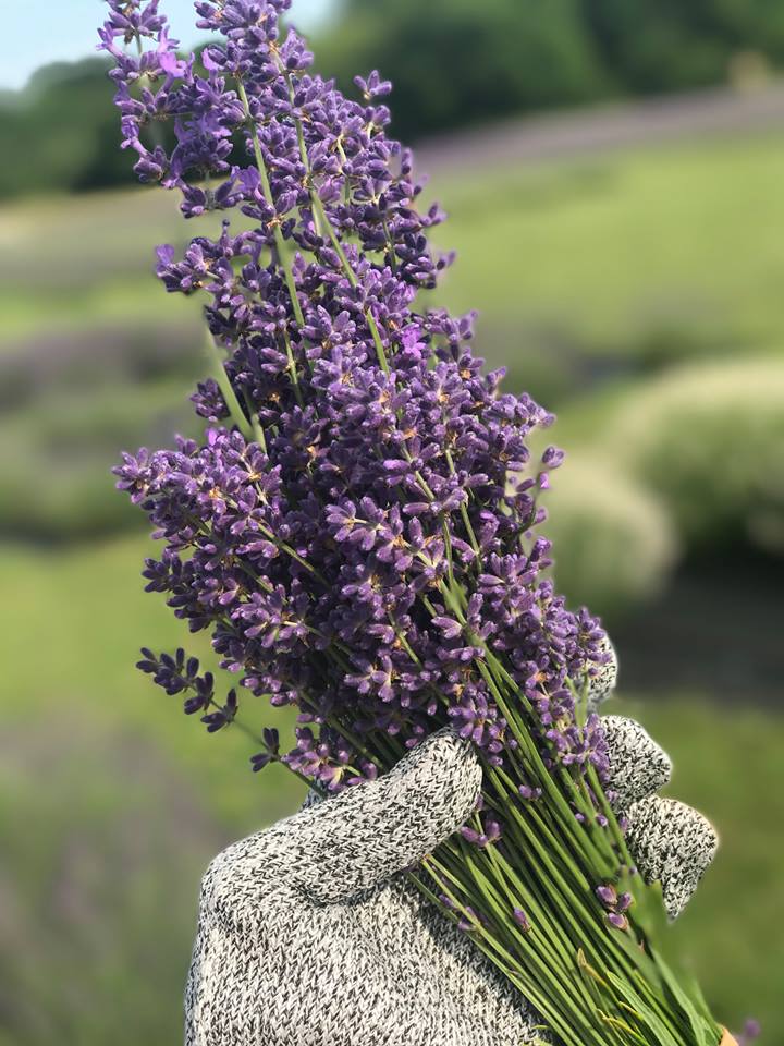 DiscoverWI's tweet photo. A must-see on Washington Island? Fragrant Isle Lavender Farm & Shop. https://t.co/U9jXanfez7