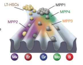Clonal analysis of lineage fate in native haematopoiesis
nature.com/articles/natur…