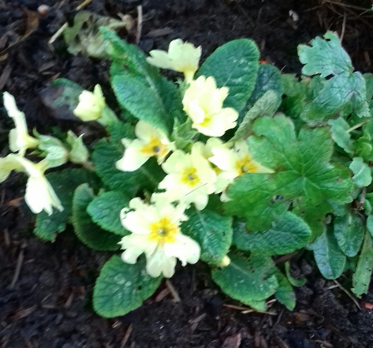 tuthersue's tweet image. A bit chewed  but a little bit of sunshine in the garden