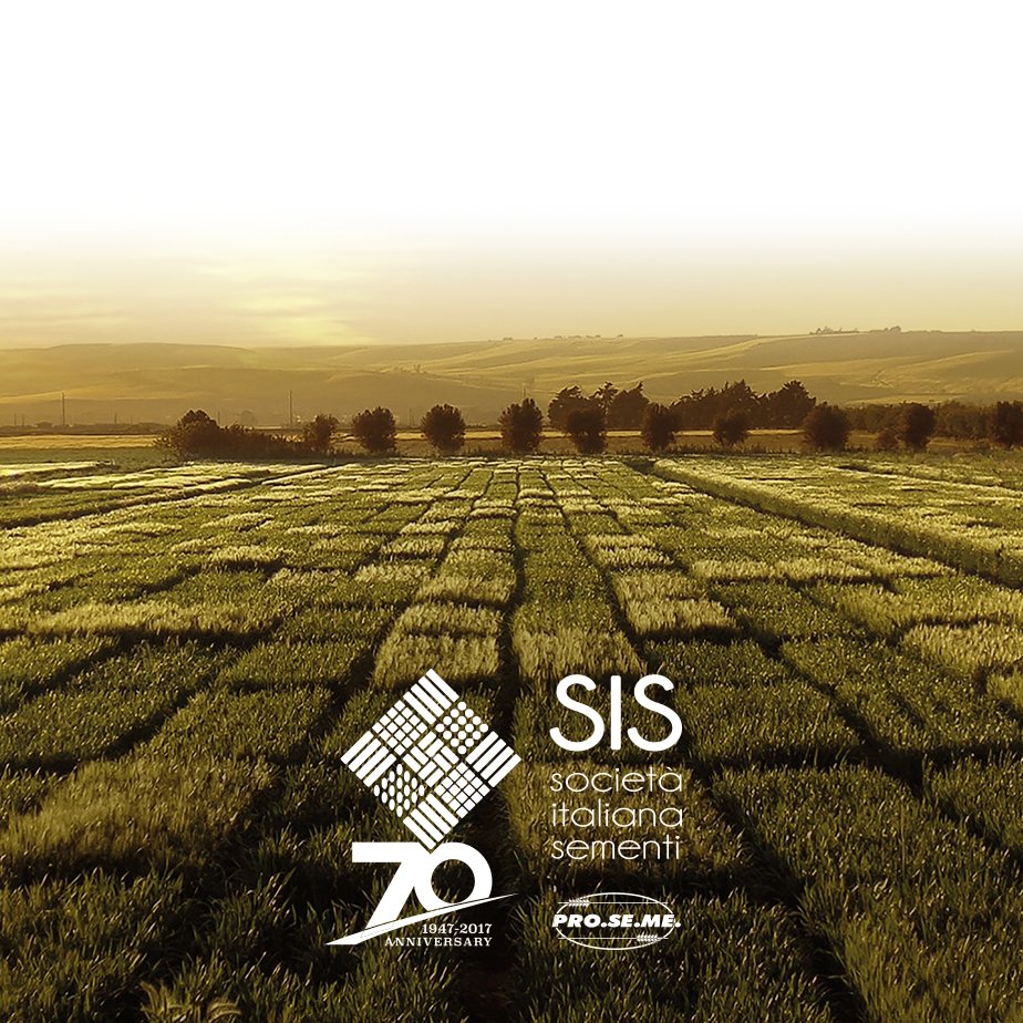 stiledibologna's tweet photo. Continua la collaborazione di SdB con #SIS Società Italiana Sementi. Tra le tante attività, abbiamo lavorato sull'identity di alcune varietà di frumento 100% italiane, come quelle utilizzate per panettoni e pandori #Giorgione, oltre alla celebrazione del 70° anno. https://t.co/UP5iWD4bTF