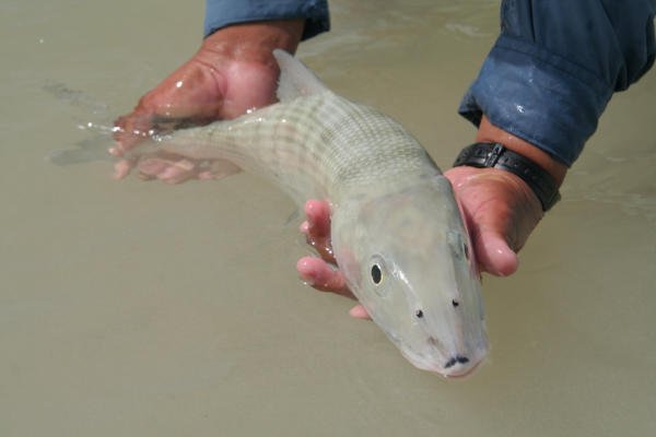 FlaTechResearch's tweet photo. Bonefish successfully spawned in captivity through @FloridaTech research shows a possible way to replenish the Florida Keys sport fish population. https://t.co/Rl0AJSaWPl https://t.co/4huLhIwsCC