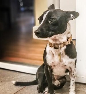 UKRescueDogs's tweet image. #Dorset Riley is a one year old Terrier. He is a lively, playful boy who can be a little shy so needs to gain confidence. He would benefit from training classes as he has not had much so far.
 rescuedogs.org.uk/dog-rescues/so…