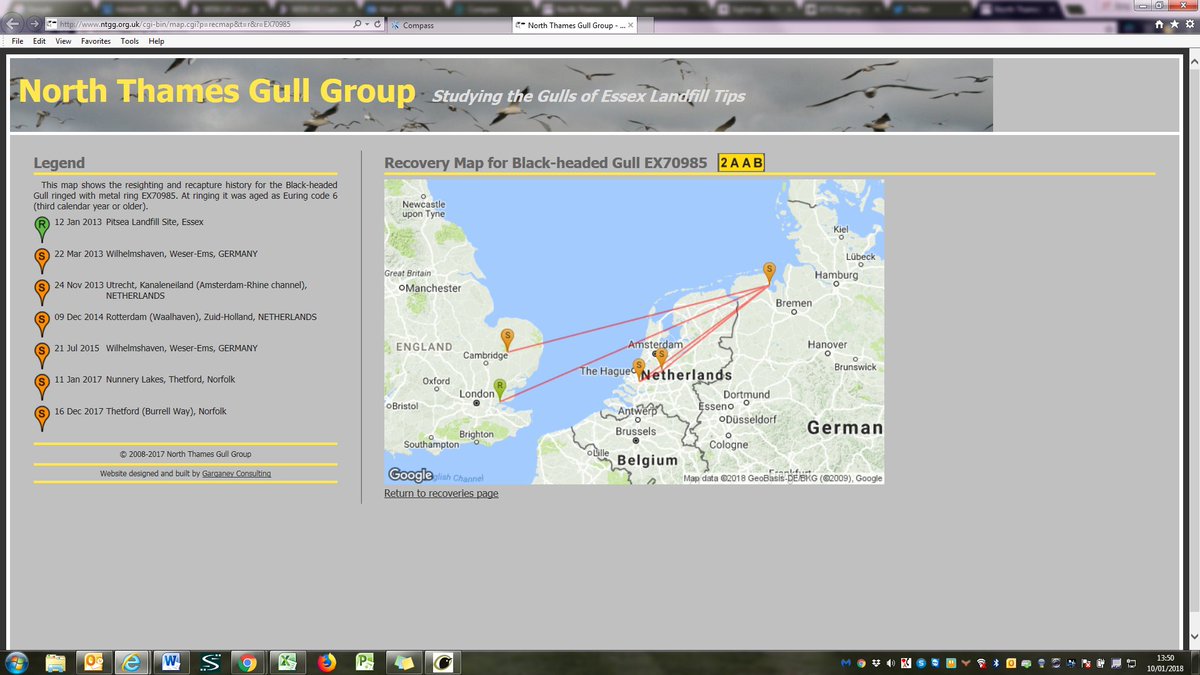 Black-headed Gull - 2AAB back this winter again in Thetford:- ntgg.org.uk/cgi-bin/map.cg…

No sightings of it in Germany in 2017.