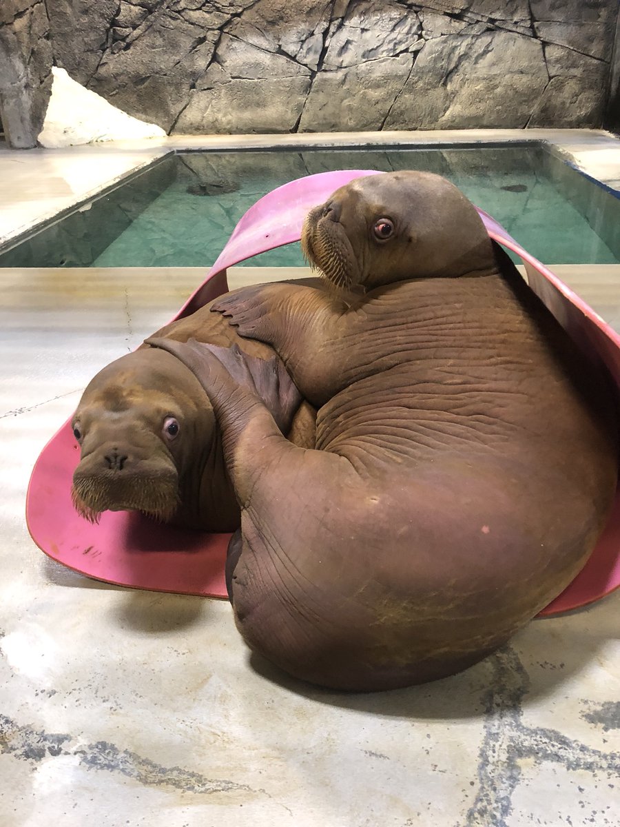 Gingers_Squad's tweet photo. When neither of you wants to give up the “good” spot! #WalrusCalves #WalrusLove #GingerandAku https://t.co/eY1dmLgRuP