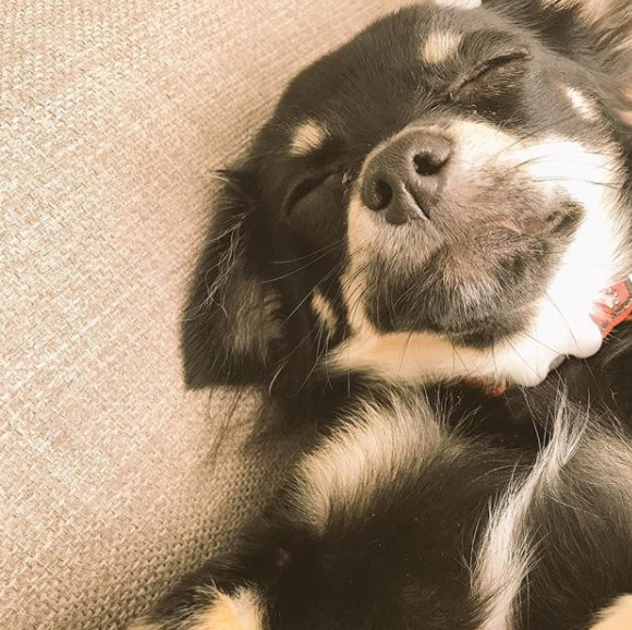 CosyDogs's tweet image. A tired puppy is well behaved Puppy they say - Yet Milo at @CosyDogs HQ is sleeping on the job! He still has loads of Dog Harnesses to test and model for our brochure #DogsOfTwitter #WednesdayWisdom #WednesdayMotivation #wednesdaythoughts #dogs #puppies #puppylove