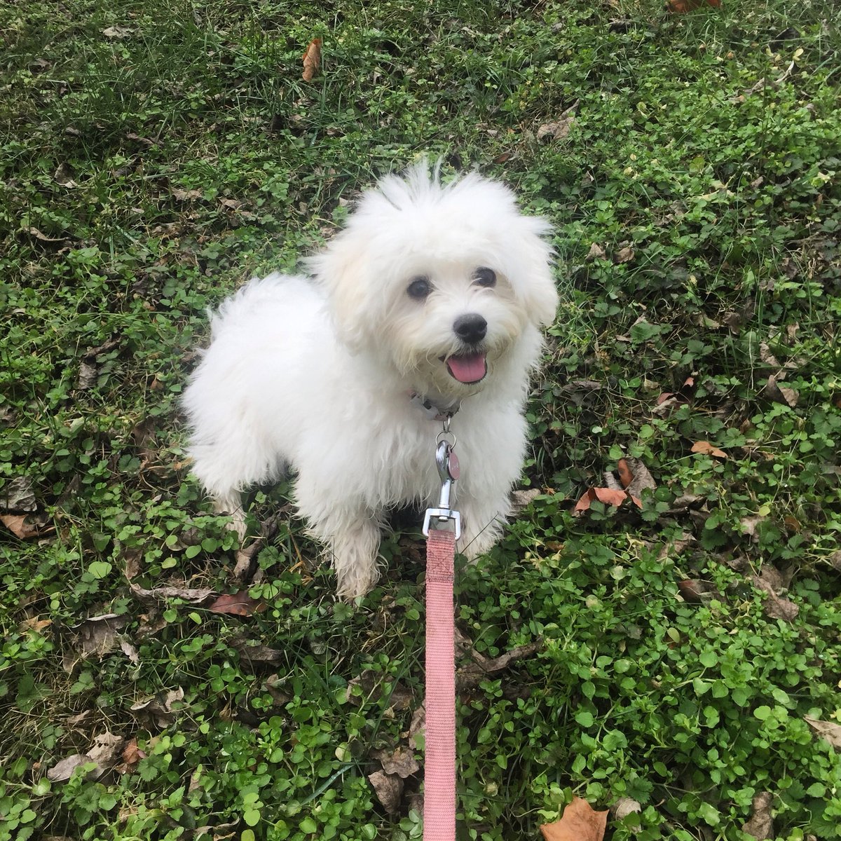 LaneyFay's tweet photo. Walk less. Smile more. Do whatever it takes to get my mom to carry me home #hamildogs 🎶🌟 https://t.co/BceQWilWoM