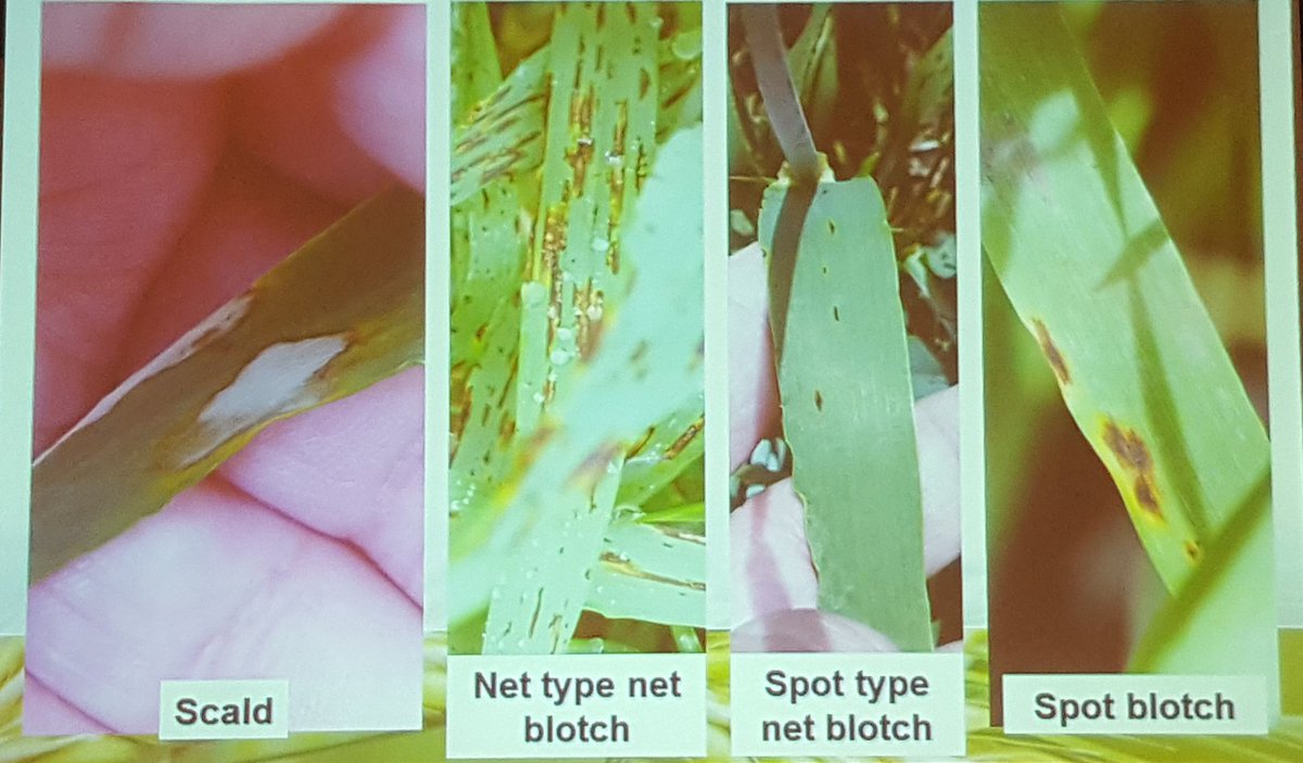 SVFltd's tweet photo. Here is the major diseases of Barley and wheat in Alberta . @ACPC_Reg5 #AgronomyUpdate18 #WestCdnAg #Plant18 https://t.co/mVeJV88Rz3