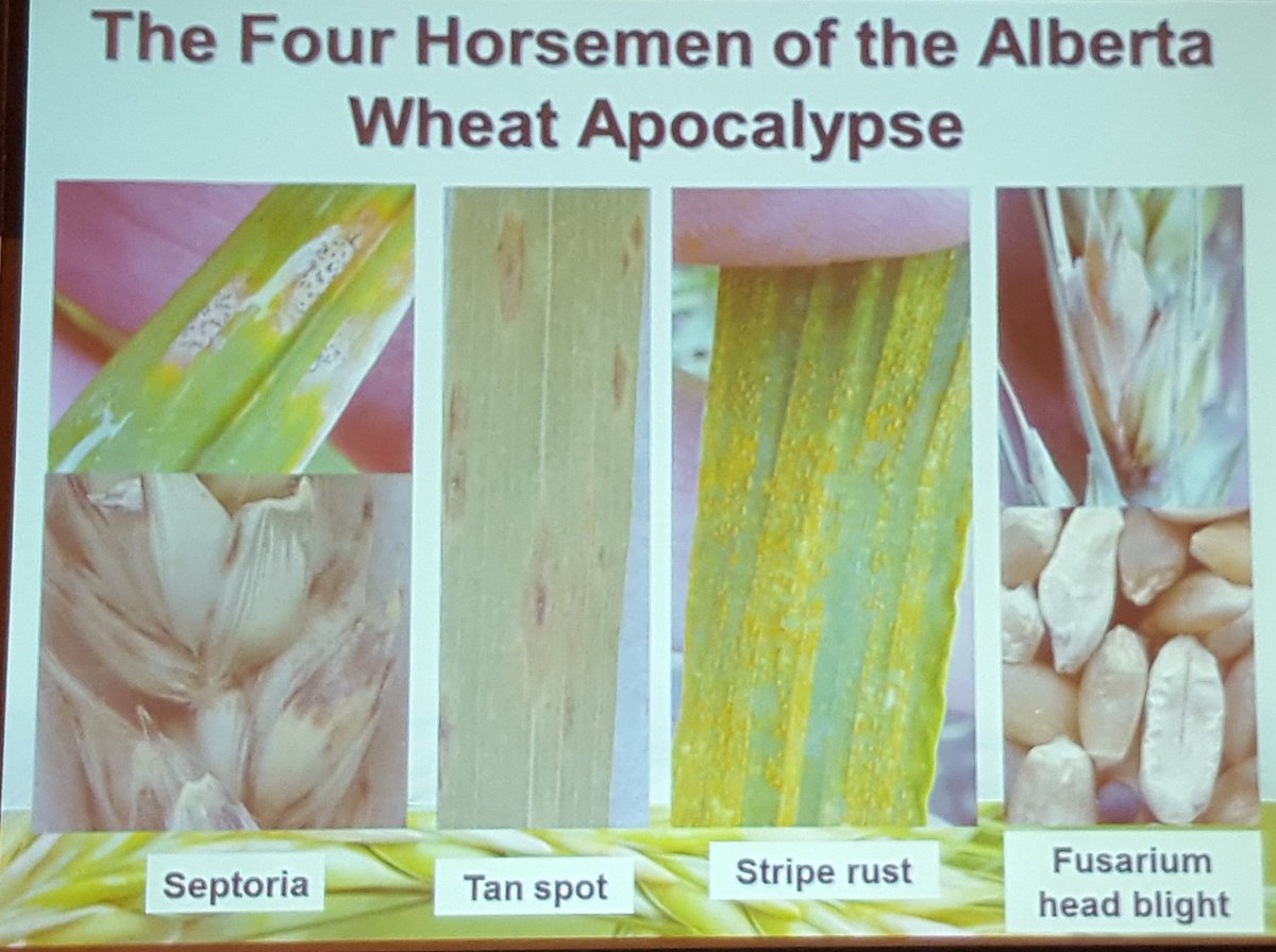 SVFltd's tweet photo. Here is the major diseases of Barley and wheat in Alberta . @ACPC_Reg5 #AgronomyUpdate18 #WestCdnAg #Plant18 https://t.co/mVeJV88Rz3