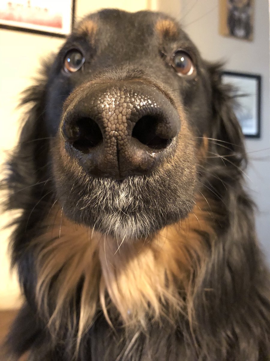 Coda-is-a-Goodboy tweet media