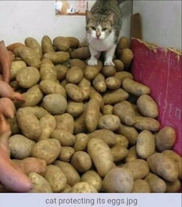 memesfarmer's tweet photo. https://t.co/gejXCTuPTB
