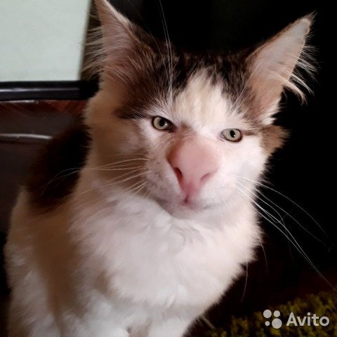 ail_sin's tweet photo. на авито продают отфотошопленного кота под видом "очень редкого трансильванского мейн-куна" И Я В ГОЛОСИНУ https://t.co/rEnndNGF5R
