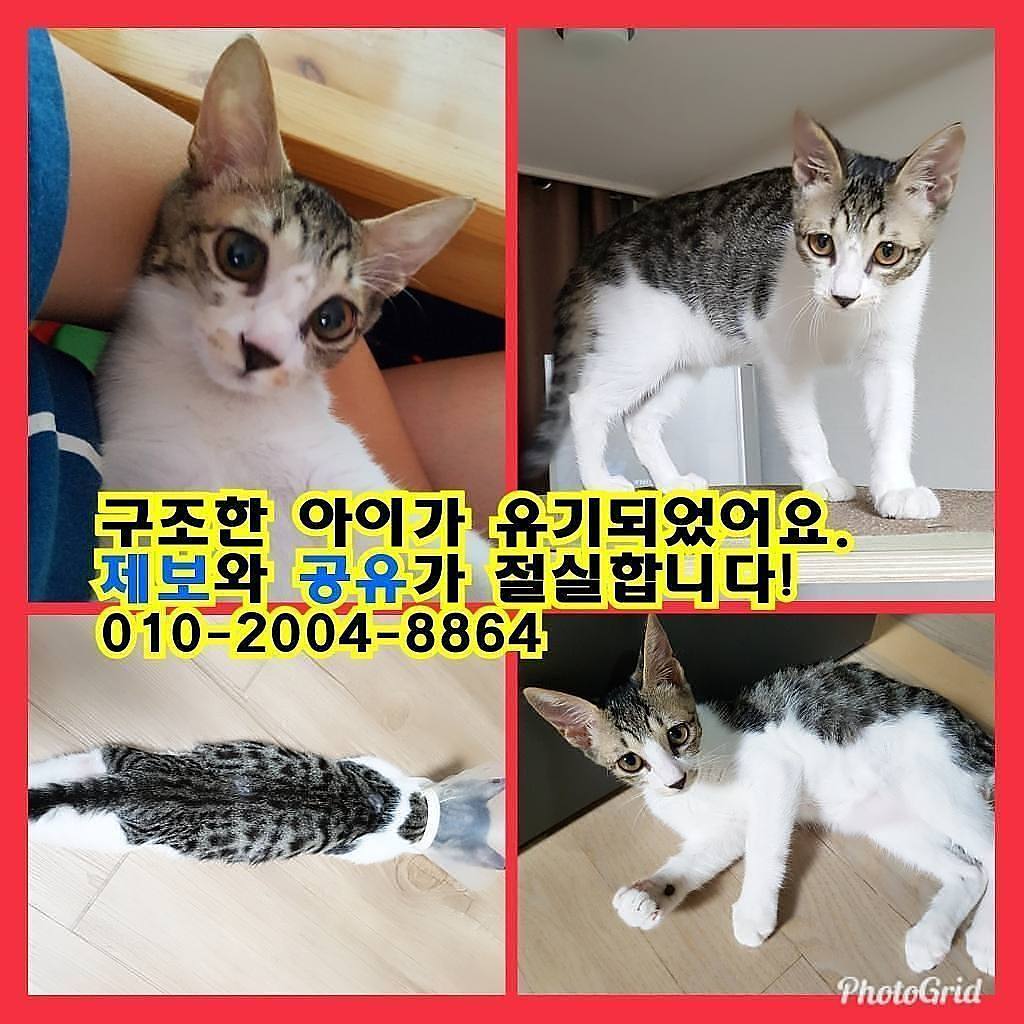 godi3149's tweet photo. #구조 하여 #입양 보낸 아이가 #유기 되었습니다. 
서울 #도봉구 #창동 19단지 월천근린공원에 버렸대요. 
혹시 좀 떨어진곳이라도 닮은 아이 보시면 #제보 부탁드려요.

#무한공유 #유기묘 #캣맘 #길냥이 #노원구 #유기동물 #고양이유기 #찾아요 #공유 #찾아요 #고양이 #집사 #고양이입양 #냥스타 https://t.co/bKHJW6QxGv