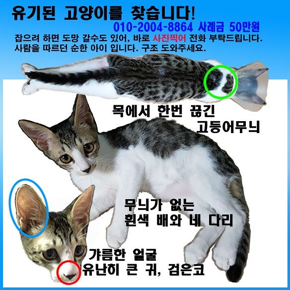 godi3149's tweet photo. #구조 하여 #입양 보낸 아이가 #유기 되었습니다. 
서울 #도봉구 #창동 19단지 월천근린공원에 버렸대요. 
혹시 좀 떨어진곳이라도 닮은 아이 보시면 #제보 부탁드려요.

#무한공유 #유기묘 #캣맘 #길냥이 #노원구 #유기동물 #고양이유기 #찾아요 #공유 #찾아요 #고양이 #집사 #고양이입양 #냥스타 https://t.co/bKHJW6QxGv
