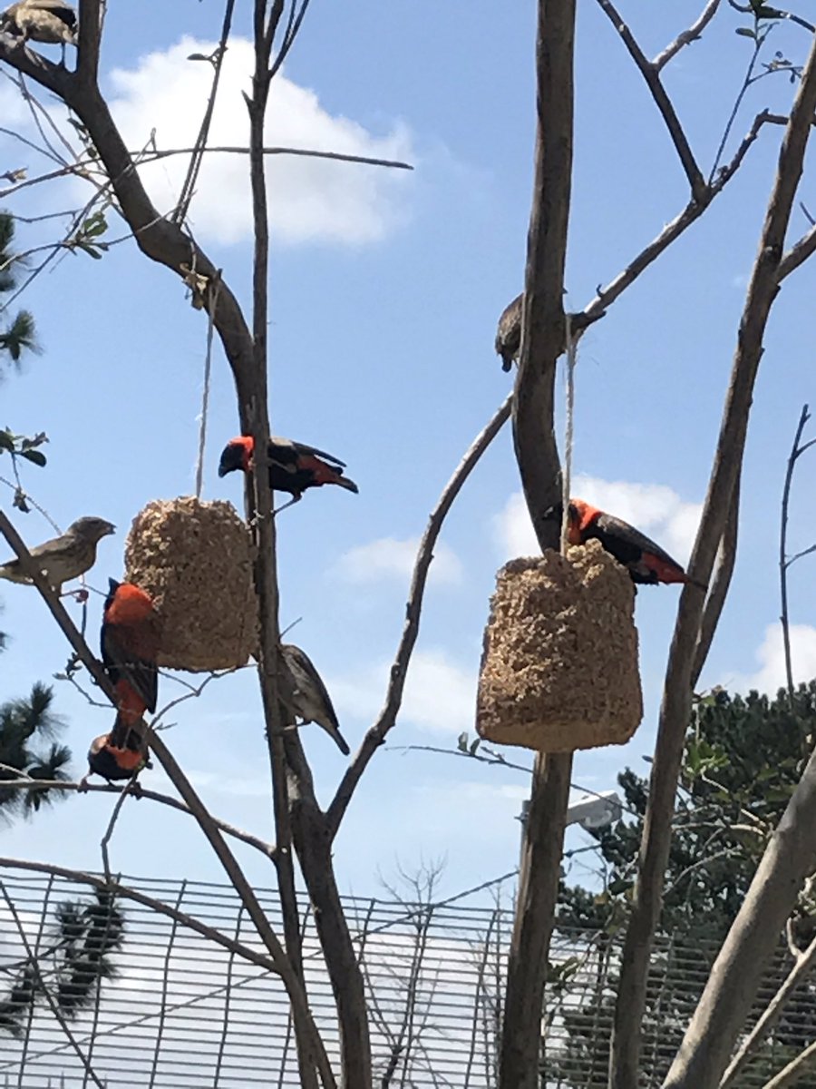ValemountFeeds's tweet photo. Beautiful birds loving our wild bird seed bells #feedingthebirds https://t.co/9nc9GiS27N