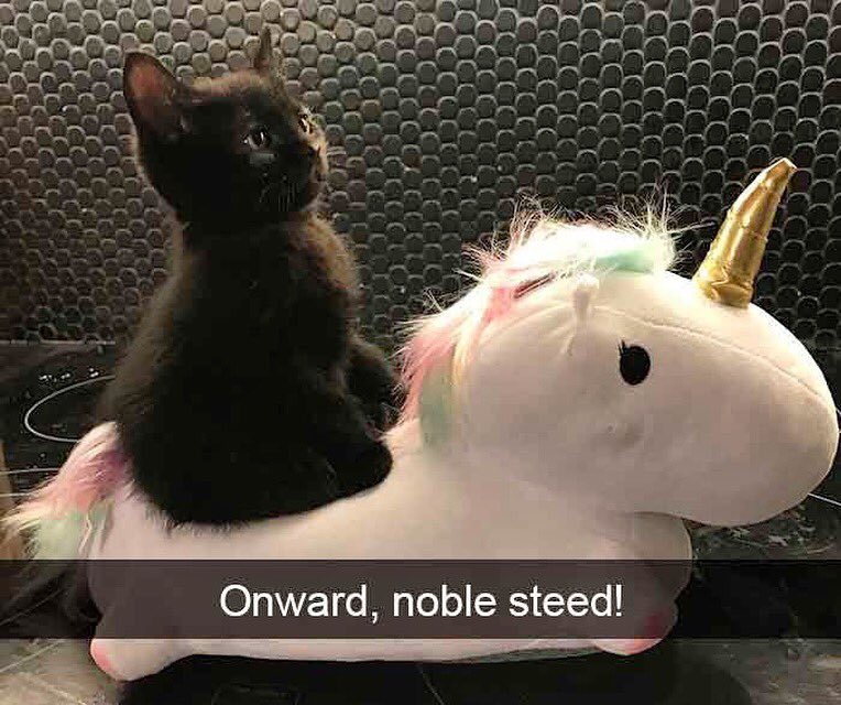 #indiegamedev #cuteanimals #funnypets #hilariousanimals #kittens #cats #unicorn #dogevolution #pigevolution