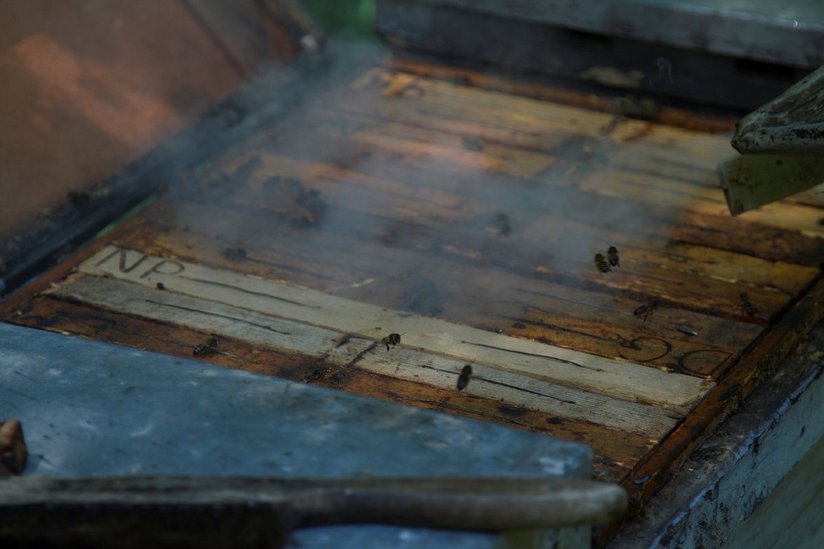 Apícola Rossend Margalef tweet media