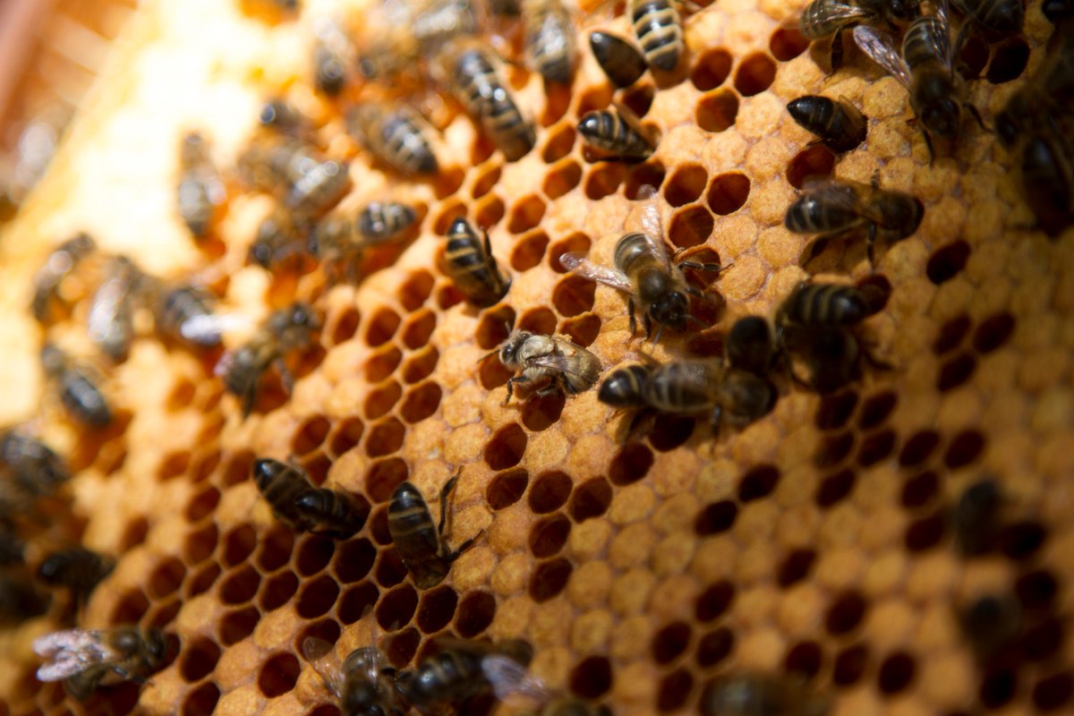 Apícola Rossend Margalef tweet media