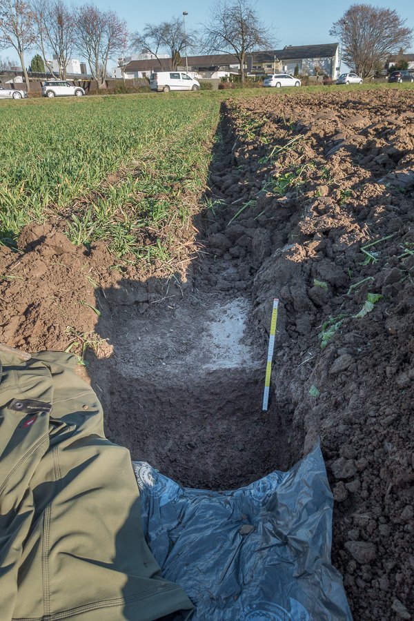_PLANTeco_'s tweet photo. The main difference between min-/notill (left) and tillage with the moldboard plow (right) is the compacted #soil layer that inhibits #root growth, #earthworms and the infiltration of water and air to the subsoil.

#notill
#covercrops
#soil https://t.co/WURovRGTmX