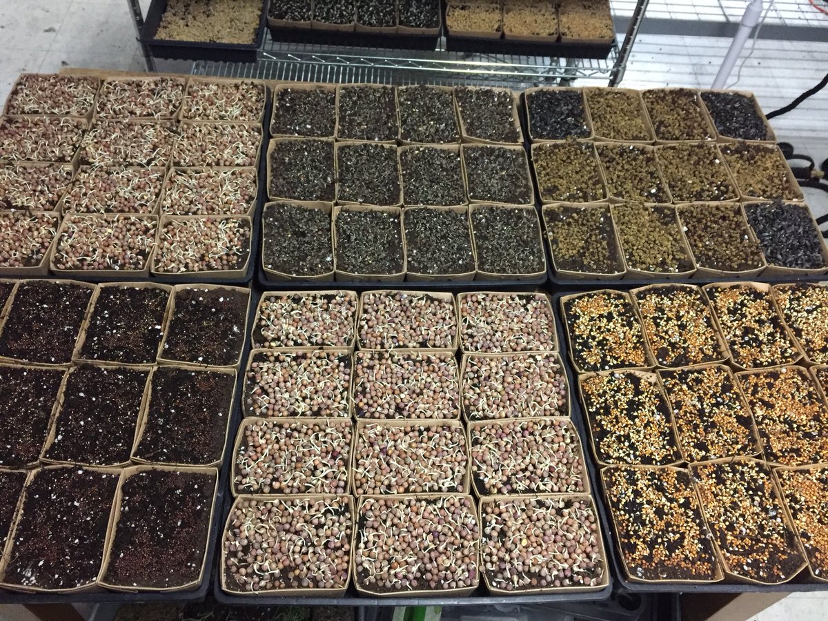 tinygreens's tweet photo. Learn about indoor Winter Gardening and Eat fresh this winter! Grow your own or we can grow it for you! @downtownPtbo @ptbo_skeptic @wbnptbo #ptbo @kawarthalocal https://t.co/7Zv1UcCRCc