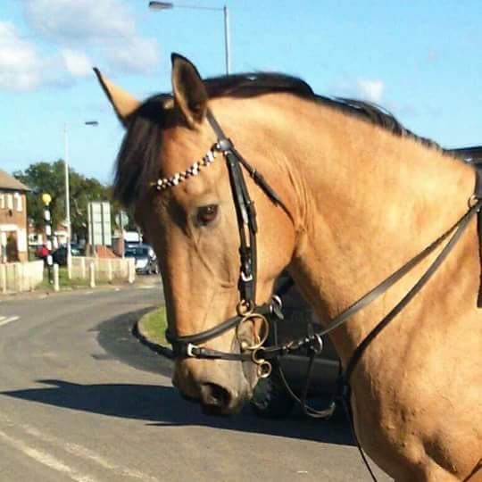 Jayne Reeves (@JayneReeves13) | Twitter