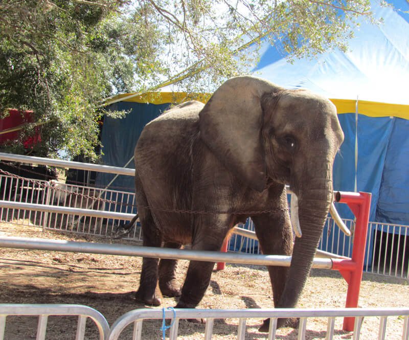 waynepacelle's tweet photo. New Jersey:  Bill to ban use of wild animals in traveling circus acts passes overwhelmingly.  Please contact @GovChristie to urge him to sign #NoseysLaw. More on the blog https://t.co/o174aohZ57 https://t.co/0gOTsTXCV3