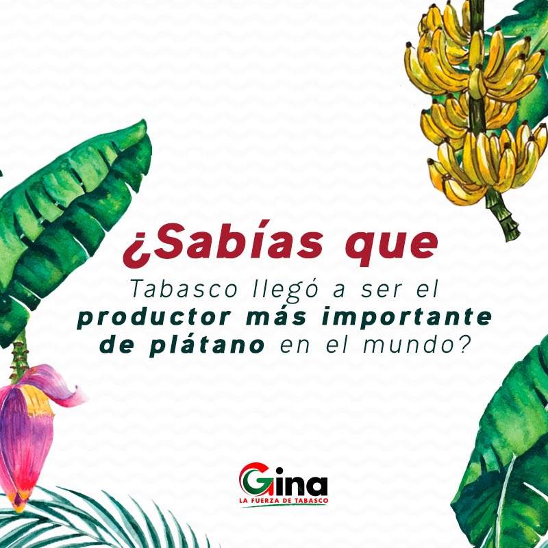 Desde hace 40 años en nuestro estado es desaprovechada la enorme riqueza de nuestros campos. Juntos podemos recuperar la grandeza de nuestra agricultura y ser de nuevo un referente nacional e internacional. #LaFuerzaDeTabasco