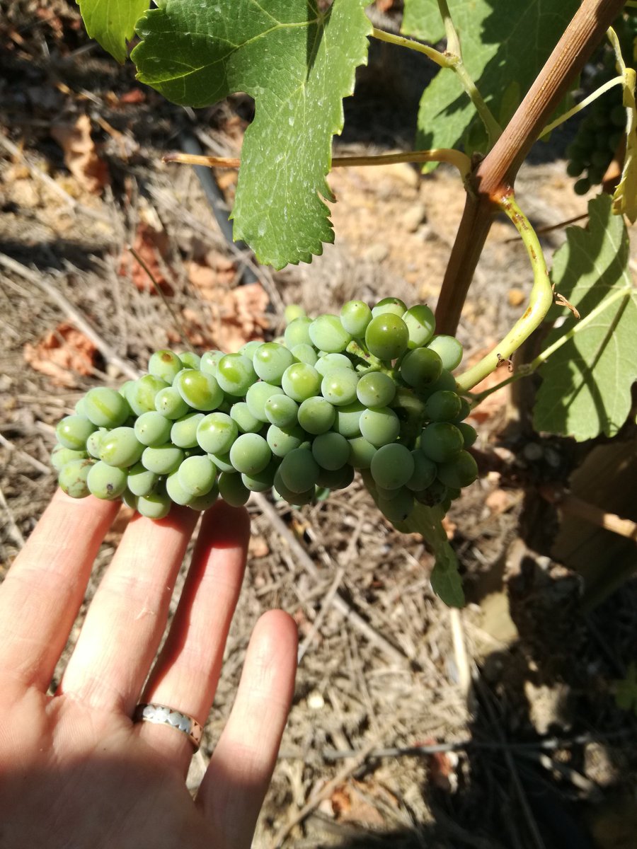Small bunches of Syrah packed with flavour #harvest18 #nervesofsteel <a href="/BreedeMakers/">Breedekloof Makers</a> <a href="/cabowines/">Cabo Esperança Wines</a> @hdnwines