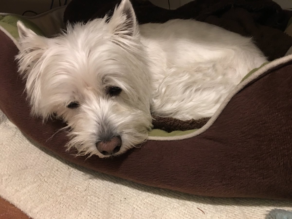 Cooper_LPL's tweet photo. Dad got me up so early this morning. Something about international estate planning and its early evening in Kuwait. But I don't know what that means. I'm going back to sleep. https://t.co/JALDOrE1Px