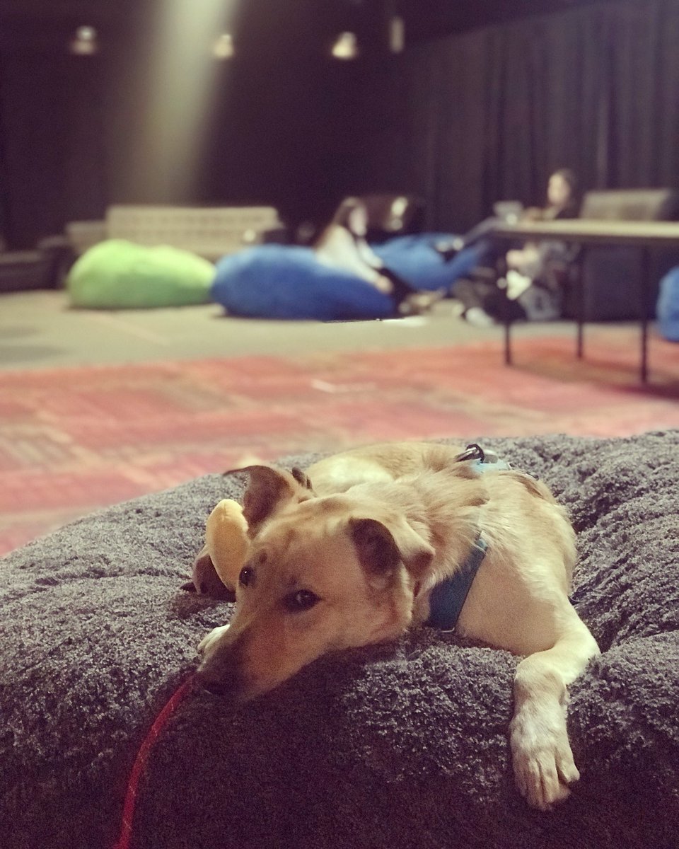 Elliemainey's tweet photo. This boy. What a good boy. https://t.co/hXlUegh6pd