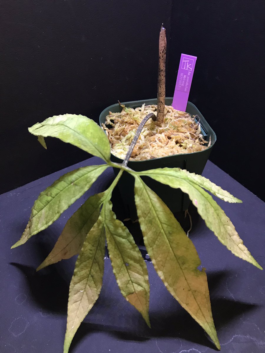 crazy_clever_s's tweet photo. Amorphophallus pendulus Matang 

やっと現地葉落ちて新芽展開してきたので近々お披露目できそうなビロード緑個体(๑′ᴗ‵๑)

#amorphophallus #pendulus #Matang #TK便 https://t.co/LlbeX8H84J