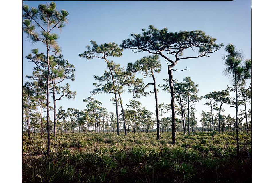 CynthiaWenslow's tweet photo. I might have to pick up this new book by Chuck Hemard. It combines my love of trees with my love of photography! https://t.co/hgpWLA4FA9 Check out his website, too: https://t.co/leuH52nOyN https://t.co/3EUtGFVN3o