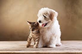 WilderNatural_'s tweet photo. Carnivore v Omnivores: Did you know that Cats are Obligate Carnivores? They cannot thrive on a plant based diet nature designed their bodies to get nourishment from animal meat. Dogs on the other hand are Omnivores &amp; thrive on meat, veg &amp; plant based superfoods #wilderraw #rawfed https://t.co/3GcZV4hZL7