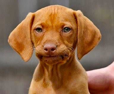 HighDefPimp's tweet image. When does clicking an HTML element not focus it?
Answer:  JavaScript.