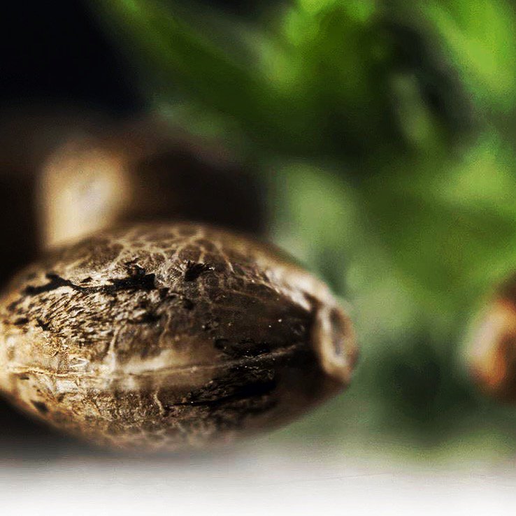 PathogenZero's tweet image. From Seed to Harvest 🌱 PathogenZERO.com