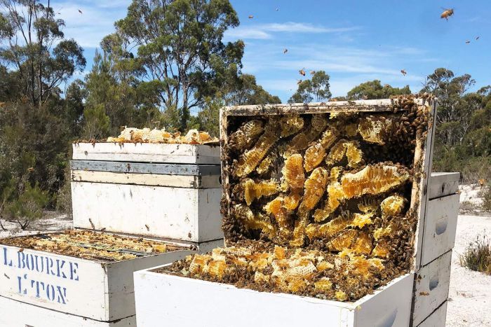 abcnews's tweet image. Manuka honey: Tasmanian beekeepers claim 'we were first' in battle with New Zealand over product name ab.co/2DhMMYK
