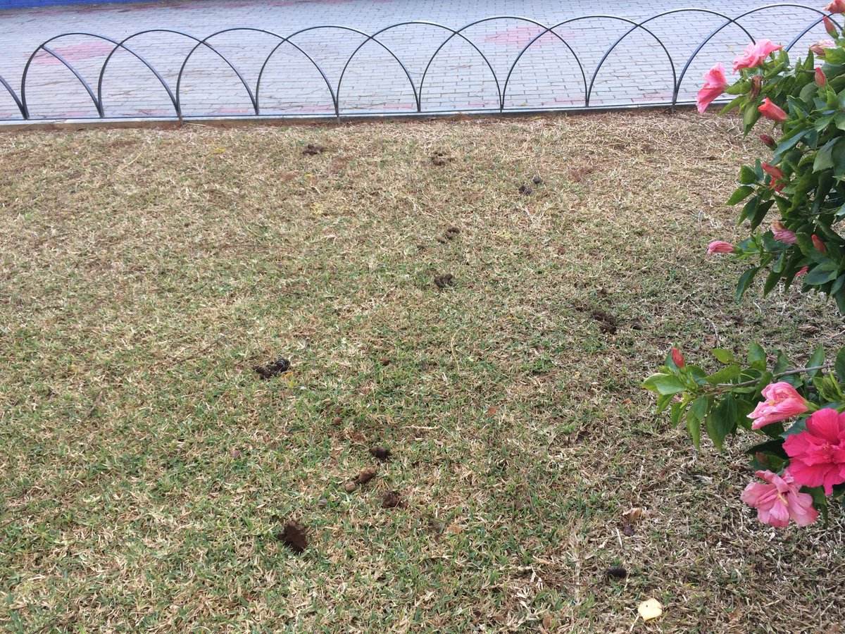 vaneruiz1976's tweet photo. Para cuándo se pone en marcha las multas por caca de perro? No había finalizado el censo de ADN? O solo es una medida recaudatoria? Así están los jardines junto a Tabacalera de la Plaza Manuel Martín Molina. @malaga #Tabacalera #CarreteraDeCádiz #adnperros #censoadncanino https://t.co/E9jjMlQ0nV