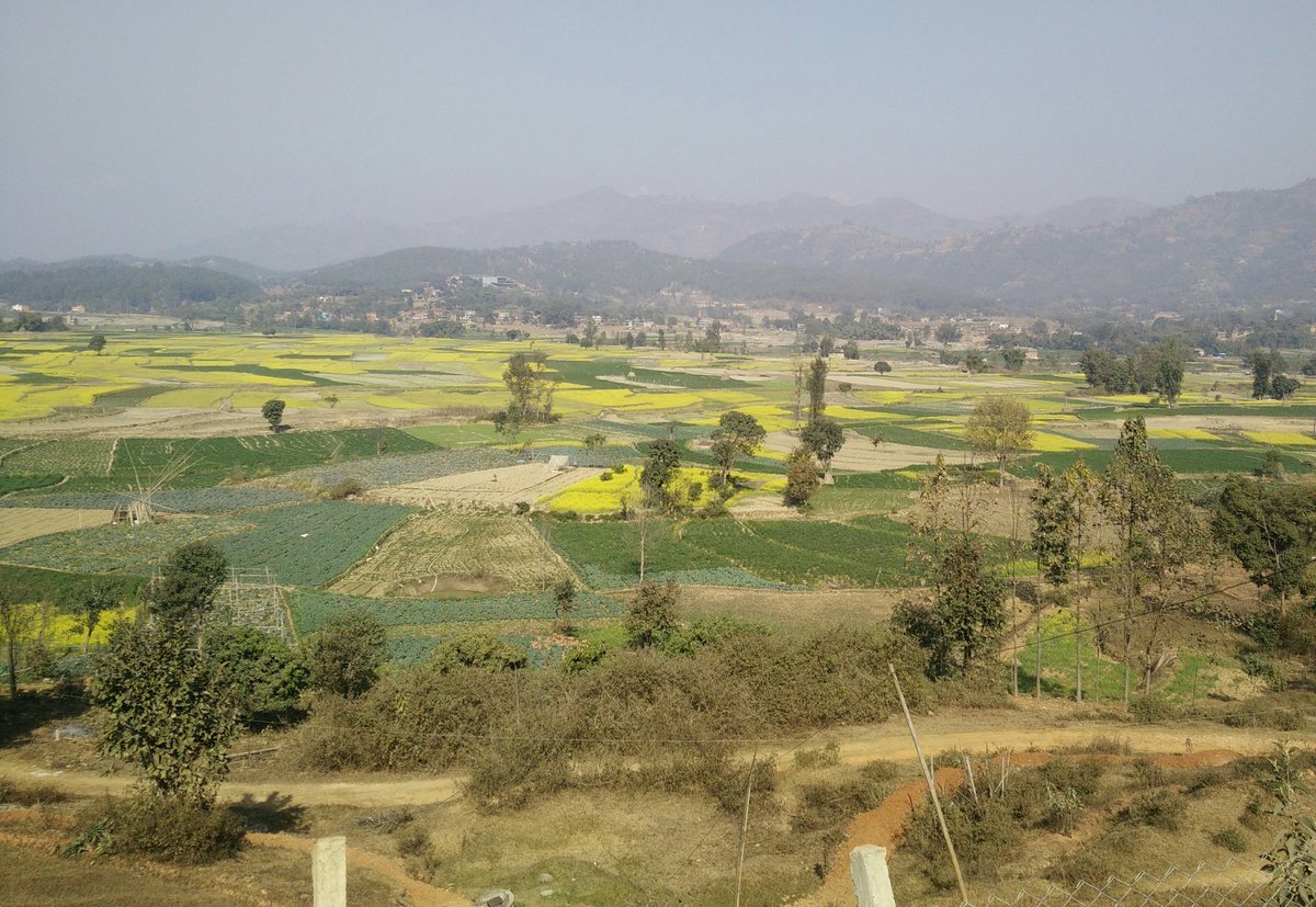 NandAgrawal's tweet photo. #ColoursOfLand - Beautiful Panchkhal valley in Kavre, Nepal #VegetableBasket for Kathmandu. Sadly, excessive use of chemical pesticides is damaging its reputation. A few hundred farmers trying #Jholmal - a biofertiliser &amp; biopesticide #RMV @climateHKH #CEAPRED #FieldStories https://t.co/uGesn6C9LA