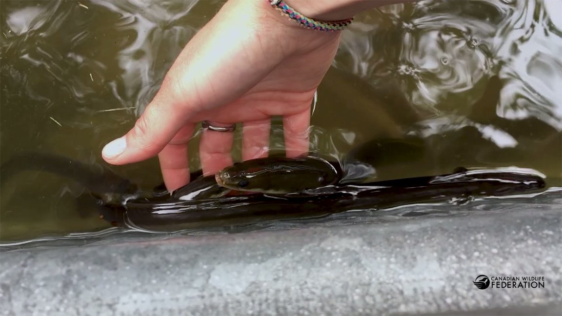 CWF_FCF's tweet photo. Last chance to speak up for the American Eel! Only 1% of the population remains in Ontario. Find out how you can help this #EndangeredSpecies » https://t.co/FrGpwC1mvC #HelpTheEels https://t.co/yUmk2HNFiI